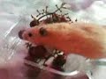 hamster hamster