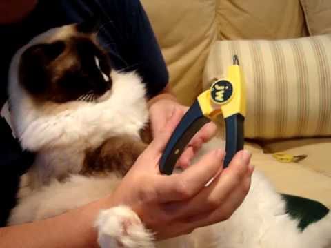Tips for Clipping Cat Nails 0 Tips for Clipping Cat Nails
