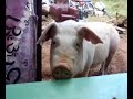Porc Porc