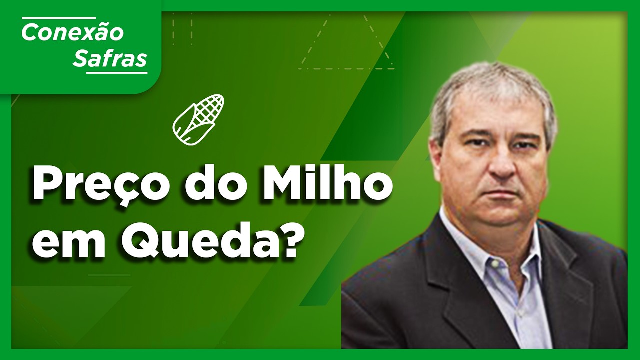 Preço do Milho em Queda? Entenda o Impacto da Safrinha no Mercado - Conexão Safras