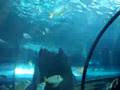Myrtle-Beach-Aquariu