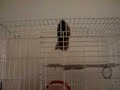 Hamster Workout Hamster Workout