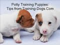 potty train your puppy