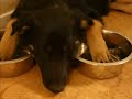 Potty Train Your Puppy Potty Train Your Puppy
