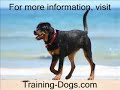 potty train your puppy