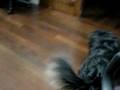 videos de charlie the pooch 1
