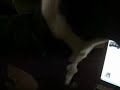 cassie being bored.