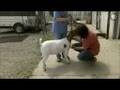 Iowa State Fair - Raising and Showing Boer Goats