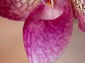 More Orchids More Orchids