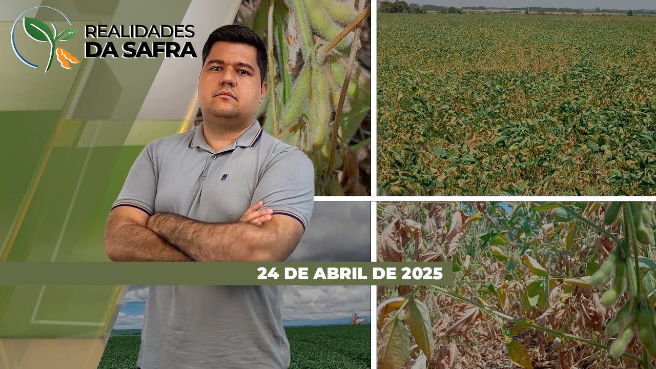 Chuva voltou e recuperou milho de Palotina/PR, enquanto manutenção das precipitações segue ajudando