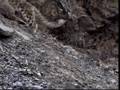 (2/6) Snow Leopard of Pakistan - Beyond the Myth