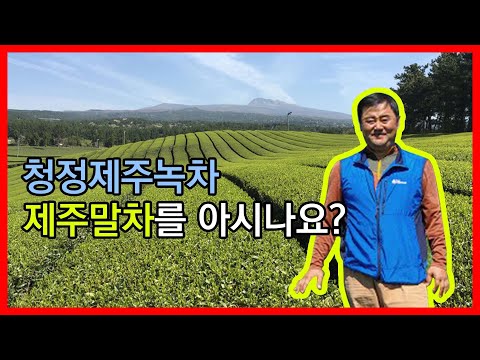 청정제주녹차 제주말차, 수망다원 탐방