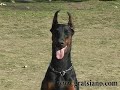 Доберман работает по ИПО, раздел Послушание. Dobermann works IPO, part Obedience.