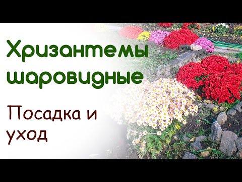 бельё должно, выращивание шаровидных хризантем видео специально разработанного