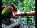 Heavy drinking parrots