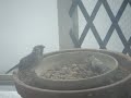 Click here to watch this video スズメのケンカ.MPG