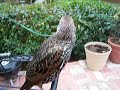 weewoo the talking starling