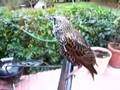 weewoo the talking starling
