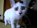 ??????(chaton kitten)?1 ??????(chaton kitten)?1