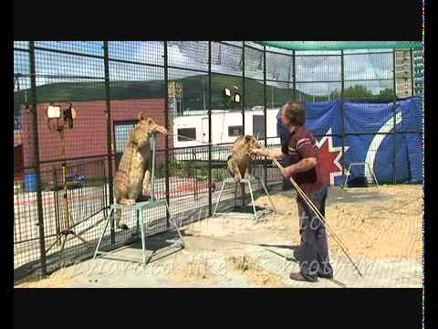how to train circus animals