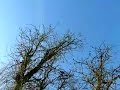 les oiseaux se cachent pour chanter