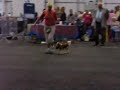 Cavalier King Charles Spaniels