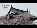 吹雪桜
