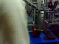 sdt 240kg