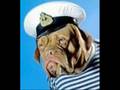 videos de Very Cute Dogs