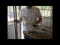 pellumbat e Zamos Kucove hundera.wmv