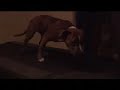 Pit Bull Puppy Training (APBT) - Newman puppy Imprinting