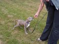Pit Bull Puppy Training (APBT) - Newman puppy Imprinting