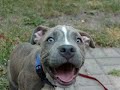 Pit Bull Puppy Training (APBT) - Newman puppy Imprinting