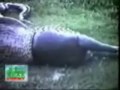 snake eats hippo image