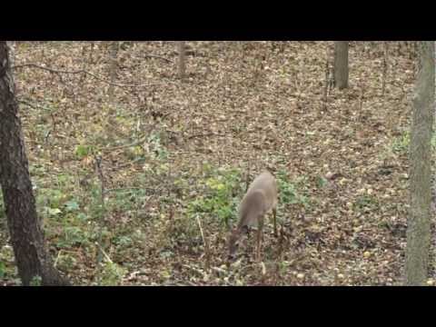 Windy weekend whitetail hunt