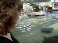 Petting Stingrays!