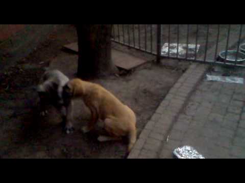 Kırma Kangal