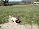 KC and Stitch Fetching Together