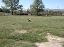 KC and Stitch Fetching Together
