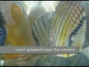 Wild discus speaking Wild discus speaking