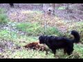 Bernese