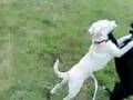 dori y blacky jugando