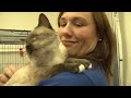 In June, The Humane Society of the United States assisted in the rescue of 700 cats from a hoarding situation in Alachua County. This weekend, after overseeing the cats' care for nearly three months, we held a large-scale adoption event.