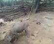 videos de Feriado em Parambu