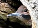 Baby woodpecker pt. 1 Baby woodpecker pt. 1