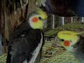 Taking Good Care of My Cockatiels Taking Good Care of My Cockatiels