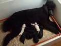 Caniche video