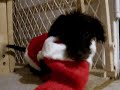 Tinkerbell - the Wire-haired dachshund -Christmas