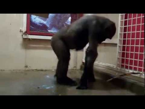 shouting - A gorilla feeling a praise break........Thank ya I created this video with the YouTube Video Editor (http://www.youtube.com/editor)