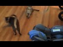 Carabas and Rurik Flip out 2